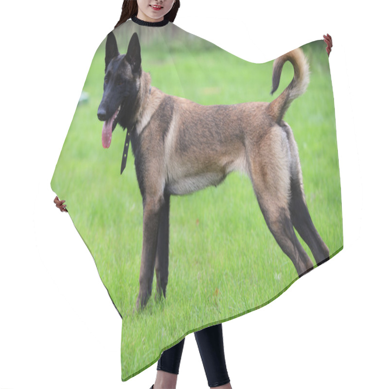 Personality  Belgian Malinois Hair Cutting Cape