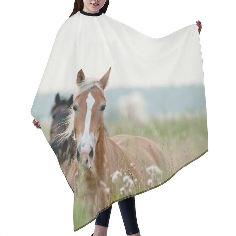 Personality  Horses In Field Hair Cutting Cape