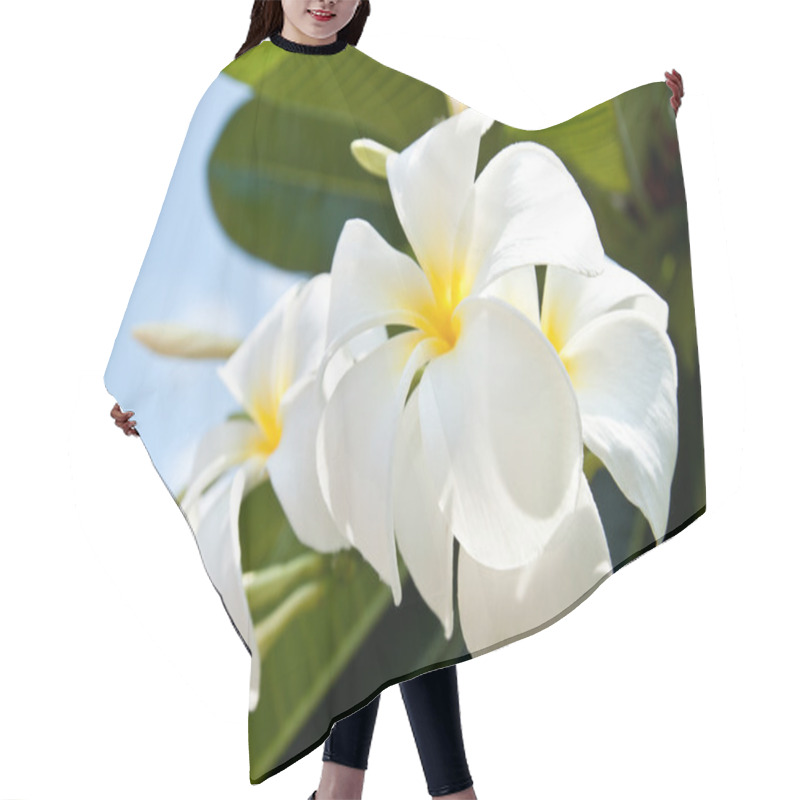 Personality  Beautiful White Frangipani Flowers Hair Cutting Cape