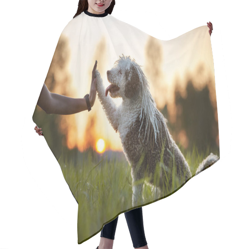 Personality  Spanish Water Dog Posing At Sunset Hair Cutting Cape