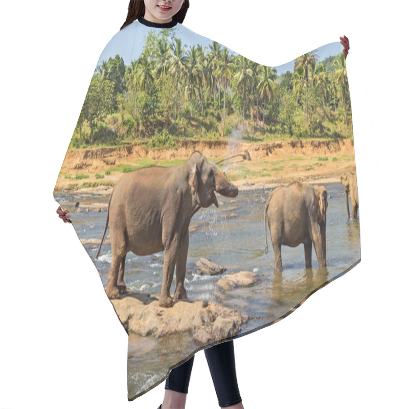 Personality  Elephant Herd In Jungle River Hair Cutting Cape