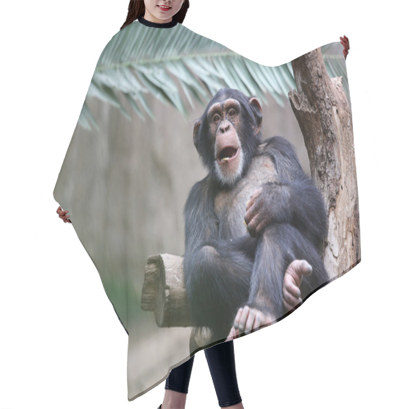 Personality  Chimpanzee Hair Cutting Cape