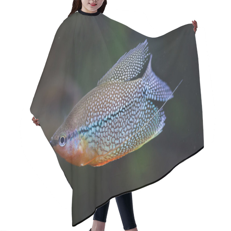 Personality  Pearl Gourami (Trichopodus Leerii) Hair Cutting Cape