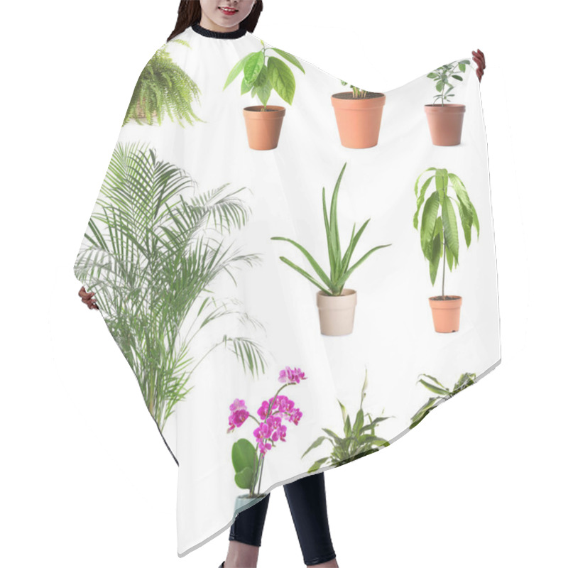 Personality  Set Of Different Houseplants In Flower Pots On White Background Hair Cutting Cape