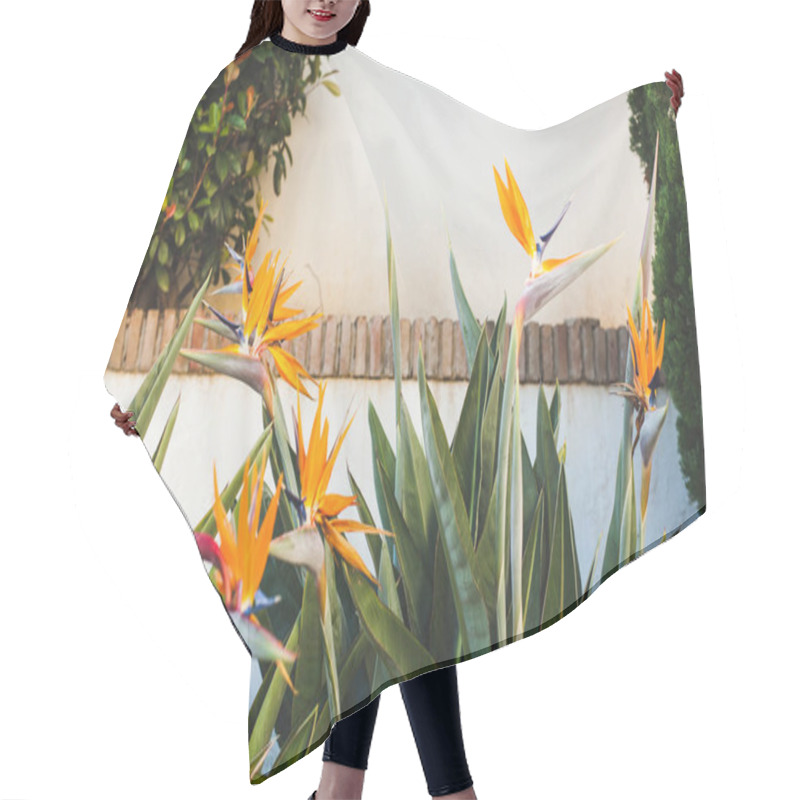 Personality  Beautiful Strelitzia Flowers Infront Of White Wall Hair Cutting Cape