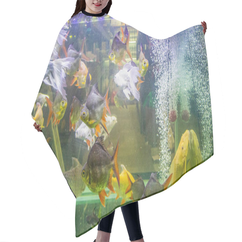 Personality  Aquarium Colourful Fishes In Dark Blue Water Hair Cutting Cape