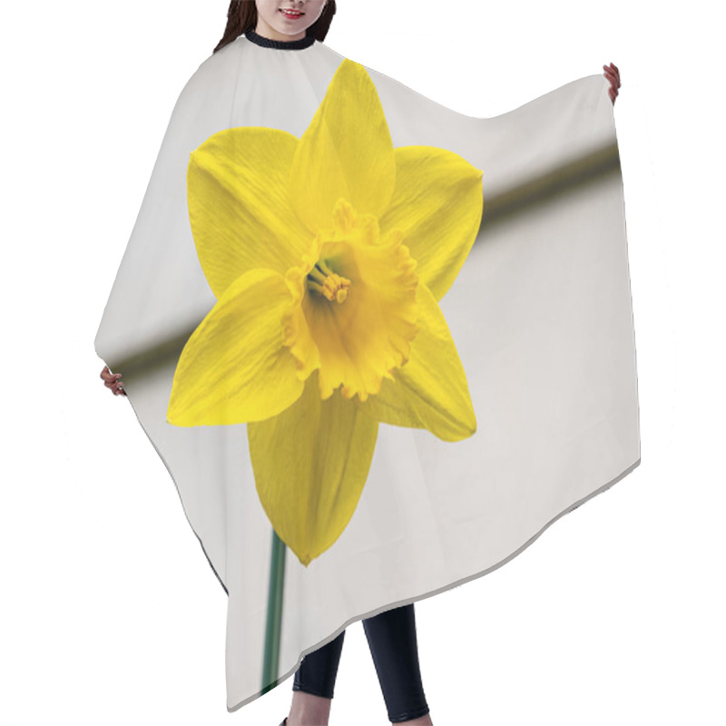 Personality  An Angled View Of A Yellow Daffodil Flower With Intricate Stamen Detail And Strong Diagonal Shadows In The Background Hair Cutting Cape