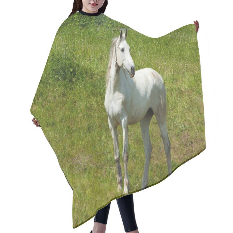 Personality  Horse Grazes On A Green Lawn Hair Cutting Cape