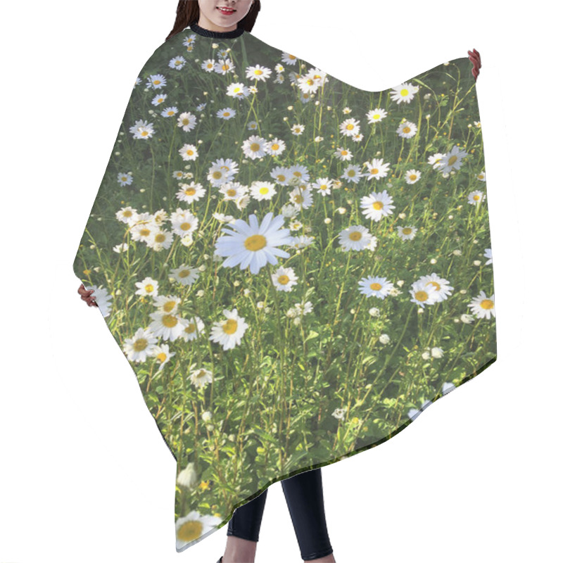 Personality  Beautiful Wild Daisies For An Organic Garden, Park And Meadows Hair Cutting Cape