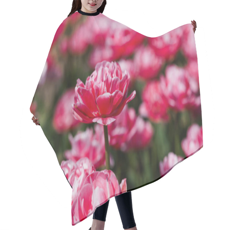 Personality  Blooming Pink Tulips In A Vibrant Garden Setting. Hair Cutting Cape