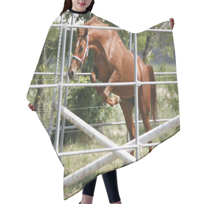 Personality  Young Thoroughbred Horse In Action Over An Obstacle Summertime O Hair Cutting Cape