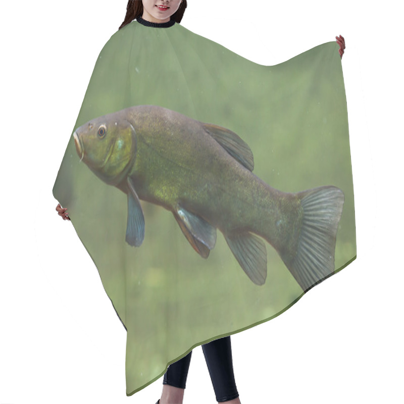 Personality  Tench (Tinca Tinca) Fish. Hair Cutting Cape