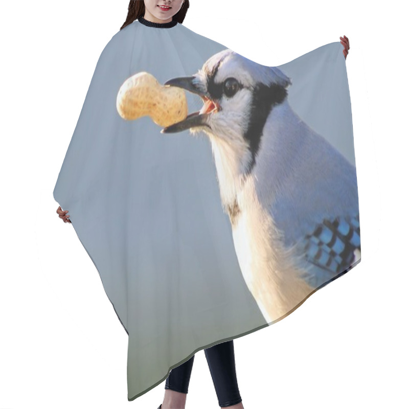 Personality  Blue Jay Hair Cutting Cape