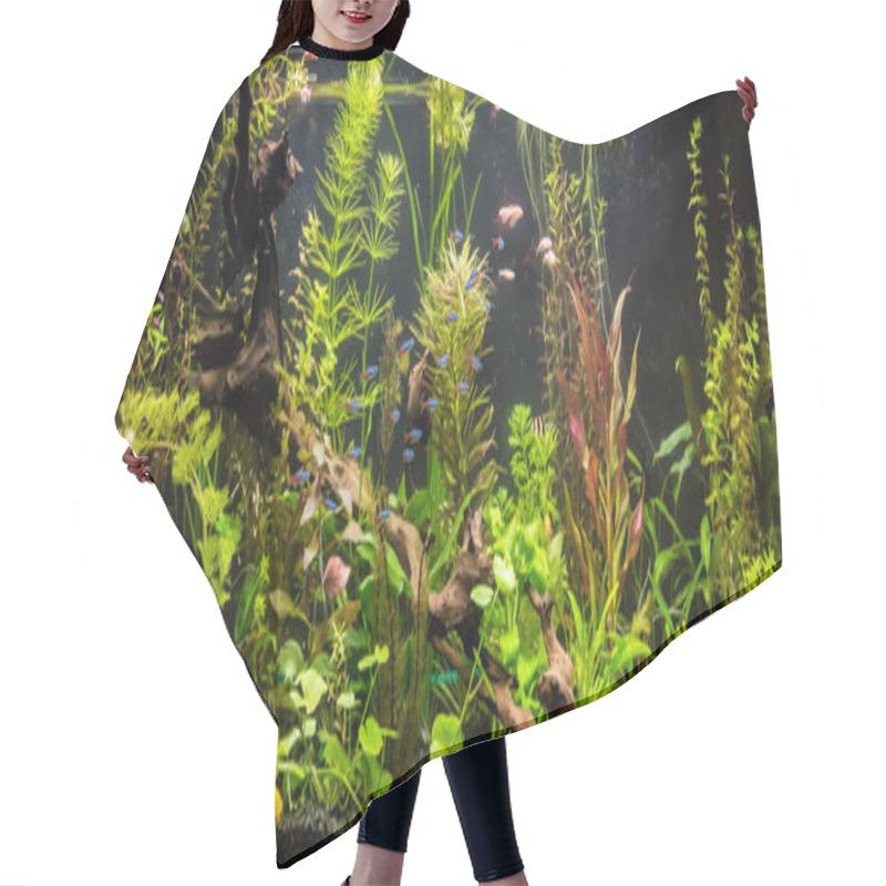 Personality  Ttropical Freshwater Aquarium With Fishes Hair Cutting Cape