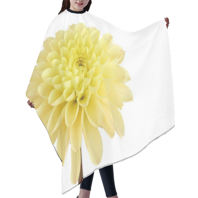 Personality  Close-up View Of Beautiful Blooming Dahlia Hair Cutting Cape