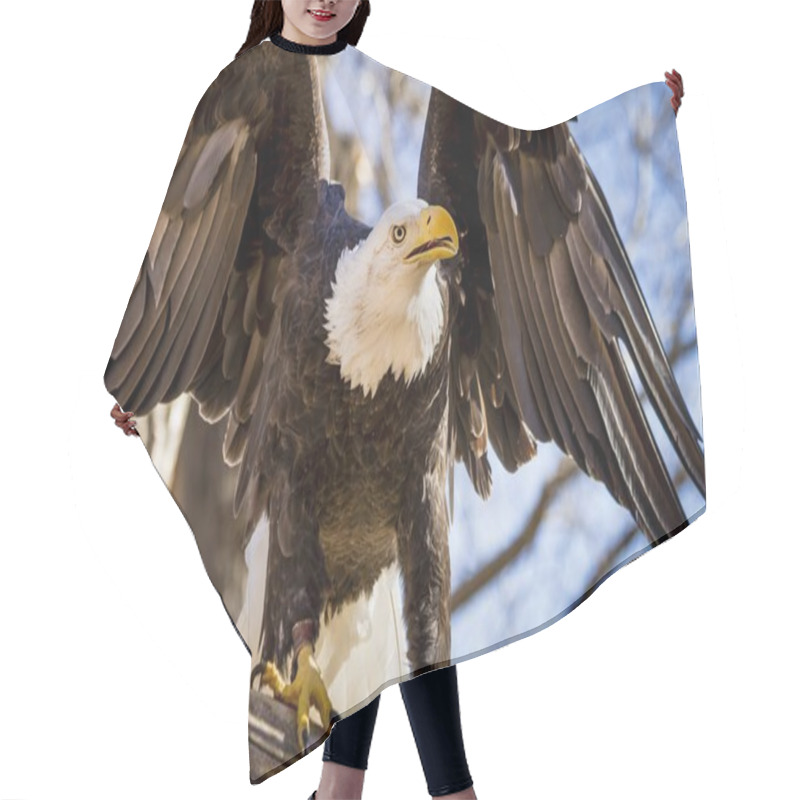 Personality  American Bald Eagle In Tree Hair Cutting Cape