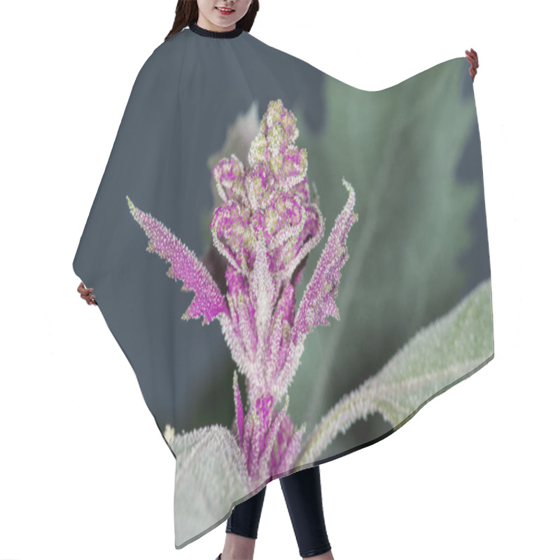 Personality   Red Orach, Atriplex Hortensis Hair Cutting Cape