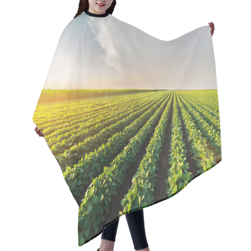 Personality   Agricultural Soy Plantation On Sunny Day - Green Growing Soybea Hair Cutting Cape