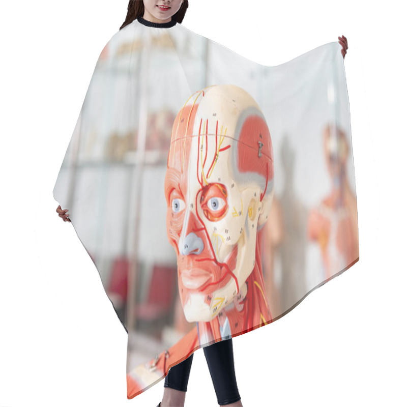 Personality  Human Body, Anatomical Mannequin, Muscular And Skeleton System, Head And Nec Hair Cutting Cape