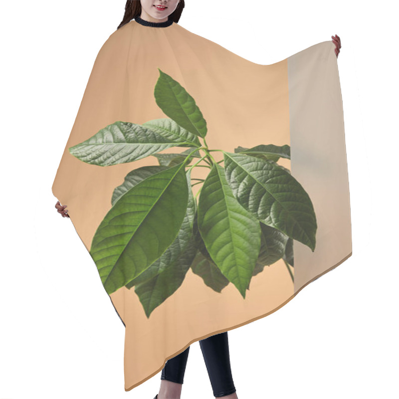 Personality  Plenty Of Avocado Tree Leaves Near Matt Glass On Beige Hair Cutting Cape