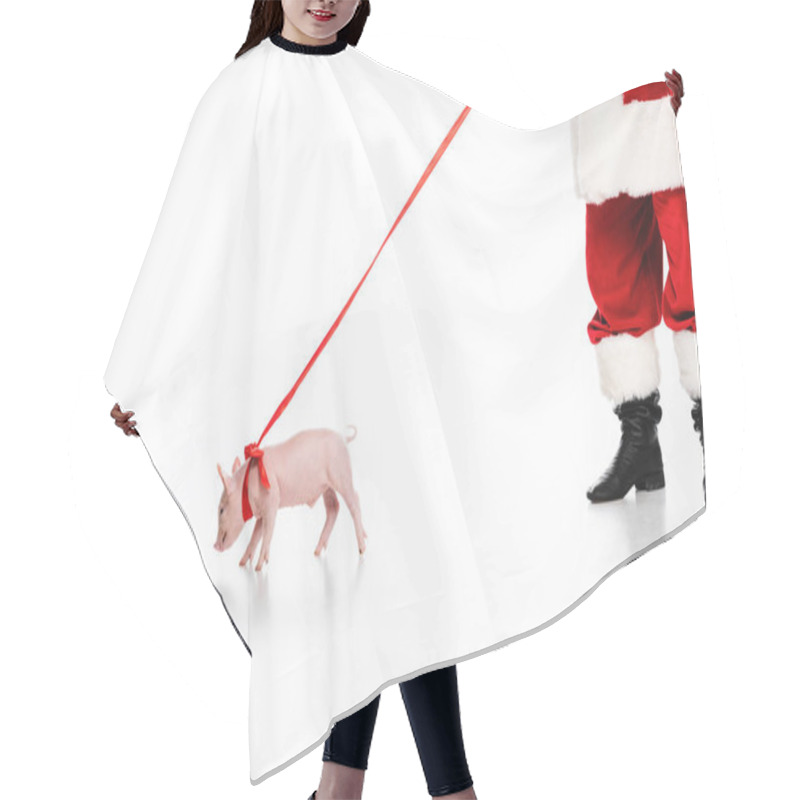 Personality  Cropped Shot Of Santa Claus With Leashed Piggy Isolated On White Hair Cutting Cape