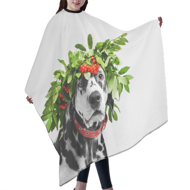 Personality  Portrait Of Dalmatian Dog Hair Cutting Cape