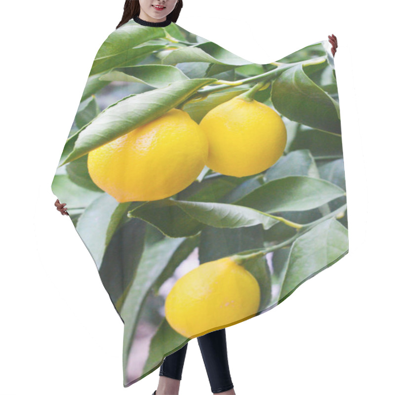 Personality  Yellow And Green Lemons Hair Cutting Cape