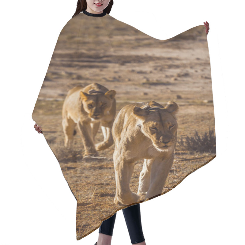 Personality  Two African Lioness Running Front View In Kgalagadi Transfrontier Park, South Africa; Specie Panthera Leo Family Of Felidae Hair Cutting Cape