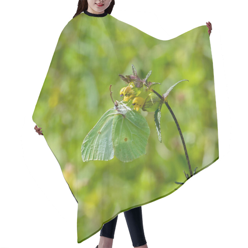 Personality  Brimstone Butterfly Hair Cutting Cape