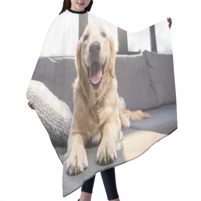 Personality  Golden Retriever Dog  Hair Cutting Cape