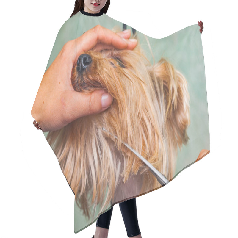 Personality  Woman Hand Grooming Yorkshire Terrier Dog Hair Cutting Cape