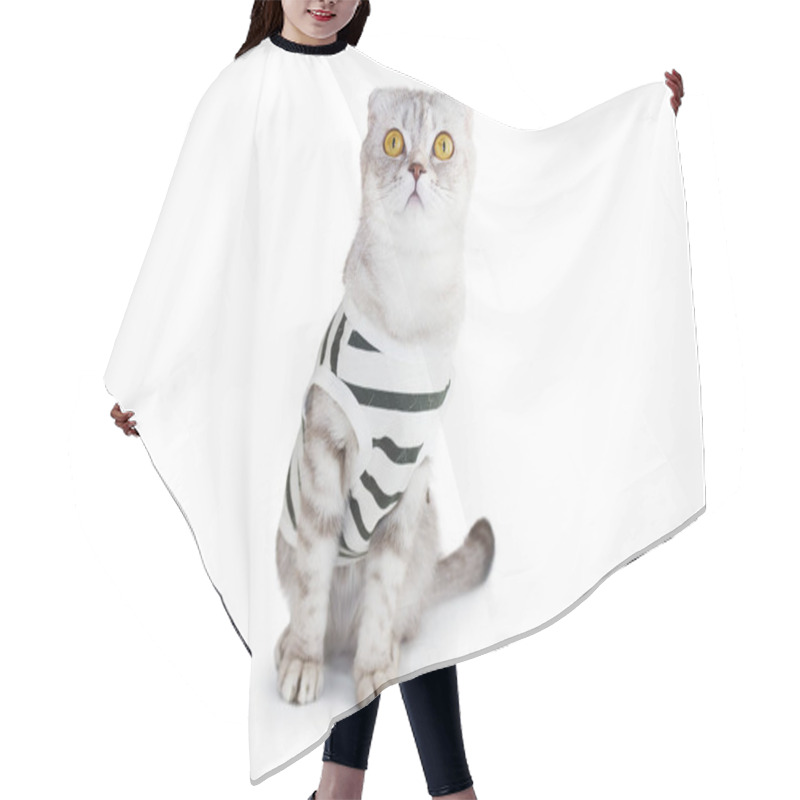 Personality  Cat In Clothes On White Background Hair Cutting Cape