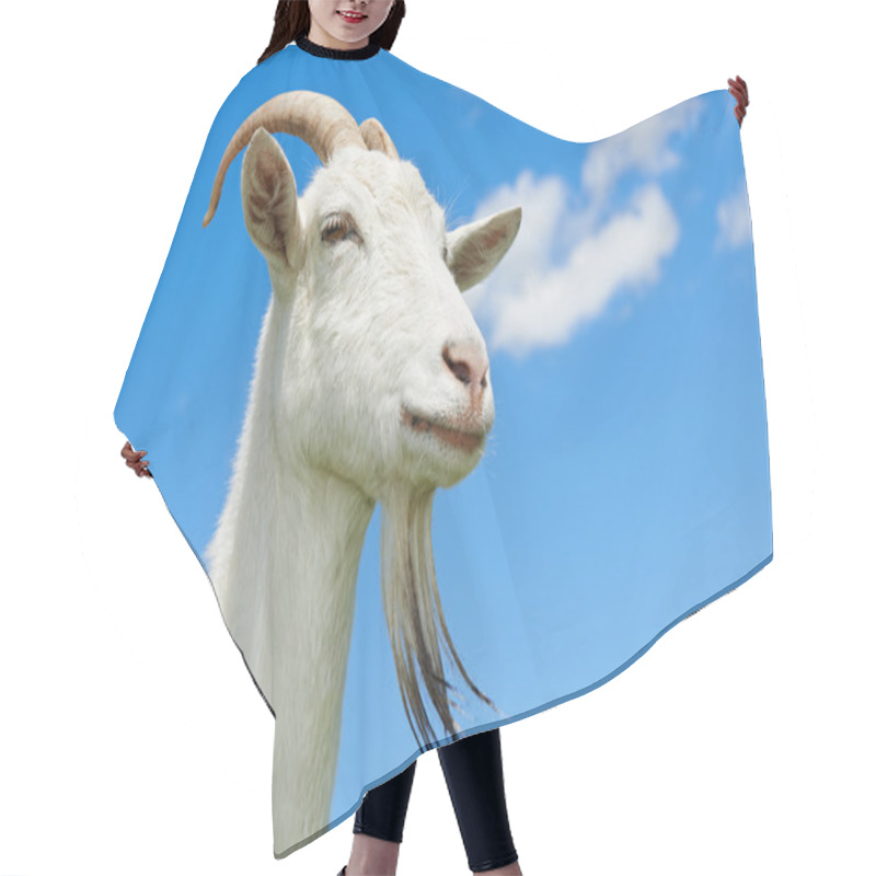 Personality  Goat With Horn At Green Pasture Hair Cutting Cape