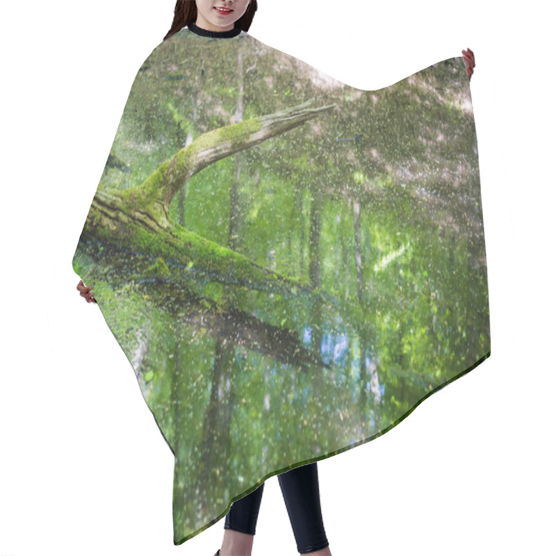 Personality  Swamp In The Forest. Mossy Tree Protrudes Above The Water Surface. Hair Cutting Cape