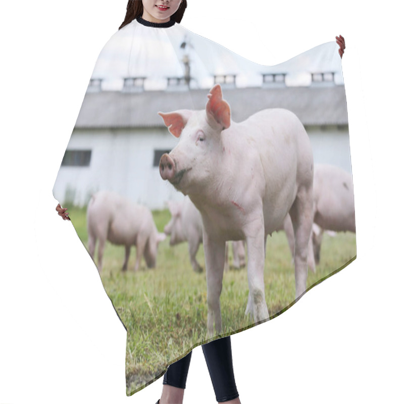 Personality  Portrait Of A Young Piglet On Breeding Farm Hair Cutting Cape