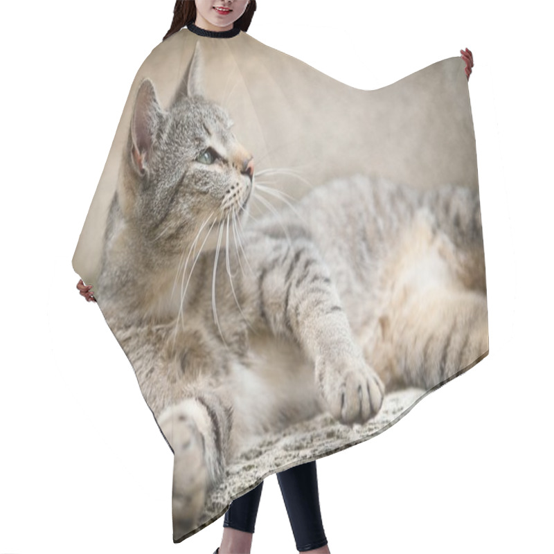 Personality  Lying Cat Hair Cutting Cape