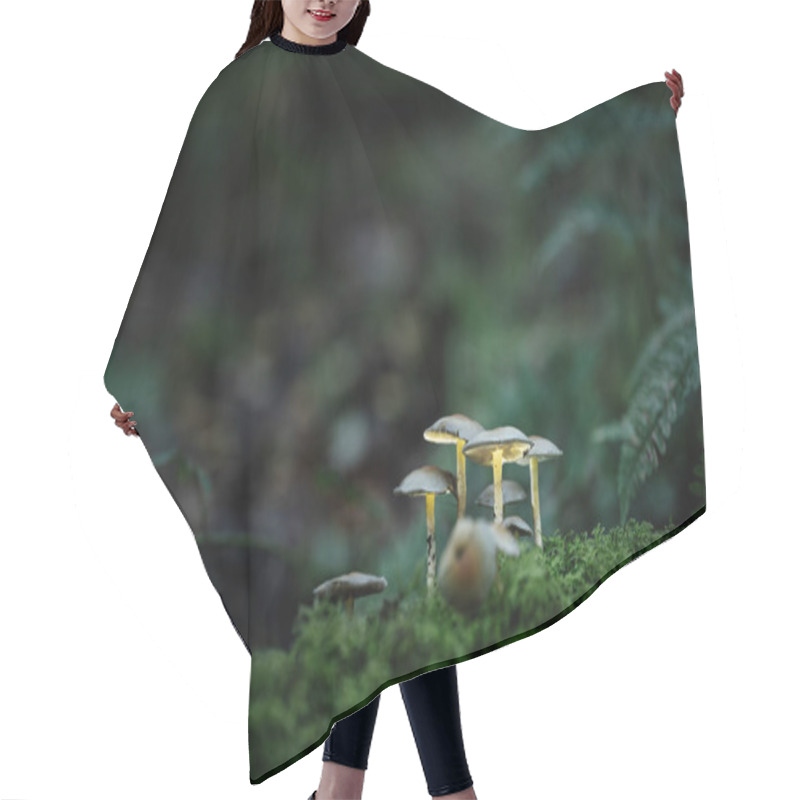 Personality  Fantasy Mushrooms Glowing In A Dark Magical Enchanted Woodland. Hair Cutting Cape