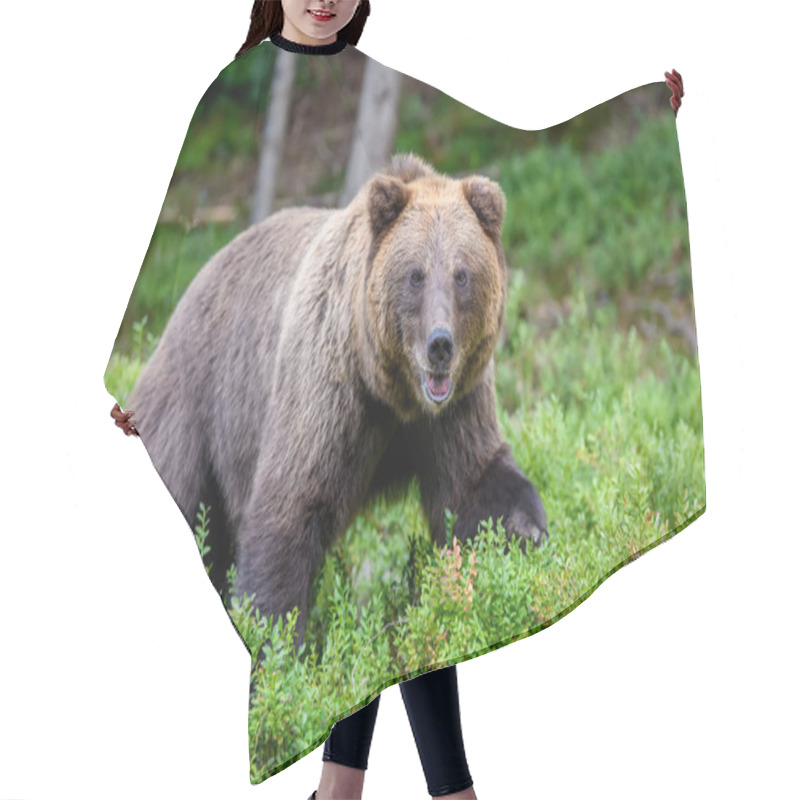 Personality  Wild Brown Bear (Ursus Arctos) In The Summer Forest. Animal In Natural Habitat. Wildlife Scene Hair Cutting Cape