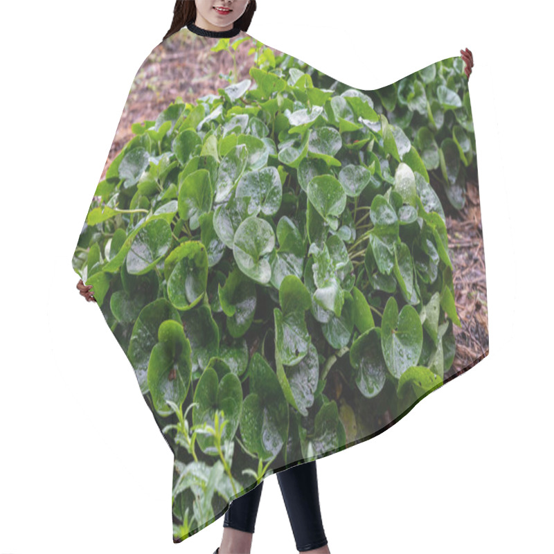 Personality  Botanical Collection, Green Leaves Of Asarum Europaeum Medicinal Plant In Summer Hair Cutting Cape