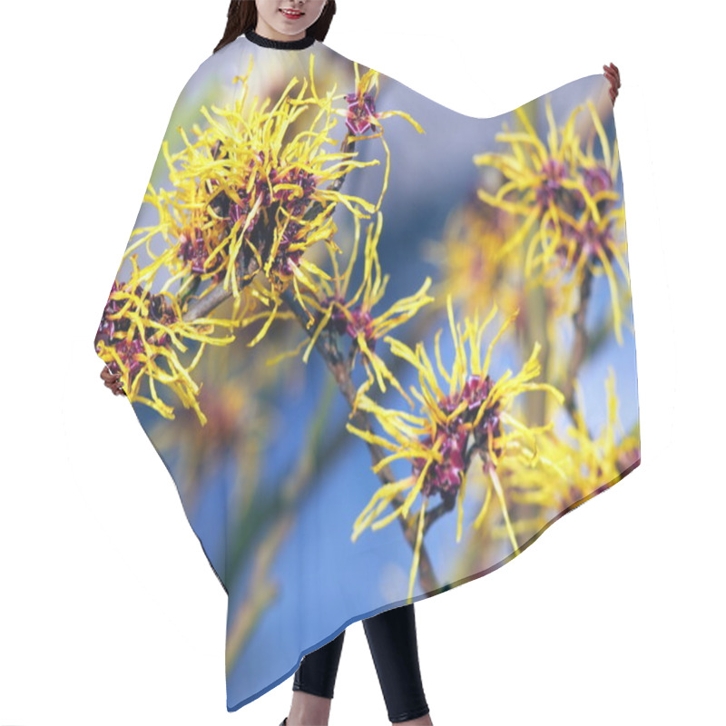 Personality  Blooming Hamamelis - Witch Hazel Hair Cutting Cape