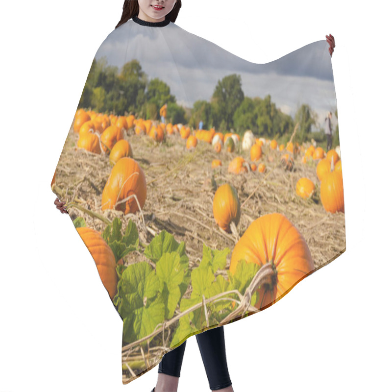 Personality  Pumpkin Field With Lots Of Different Kinds! Pick Your Own For A Lovely Pie Or Carve For A Halloween. Hair Cutting Cape