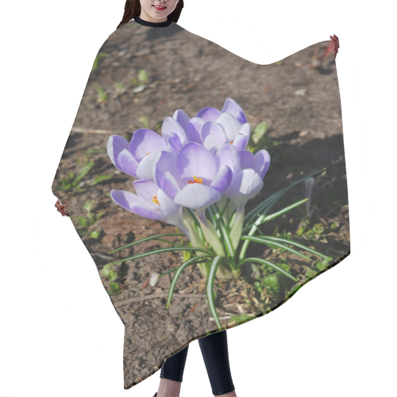 Personality  The First Spring Crocuses Hair Cutting Cape