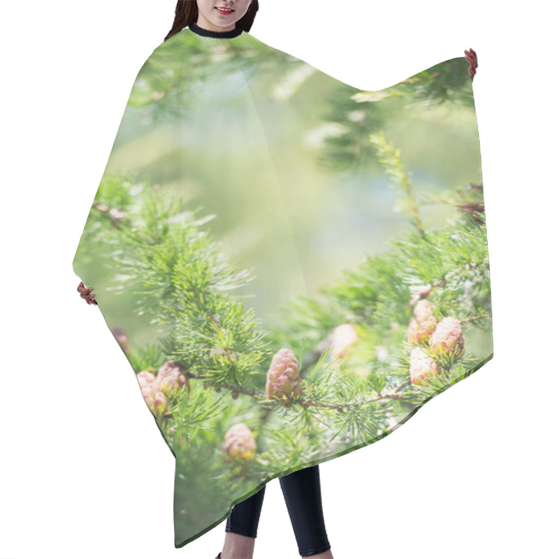 Personality  Young Larch Cone, Larch Tree Hair Cutting Cape