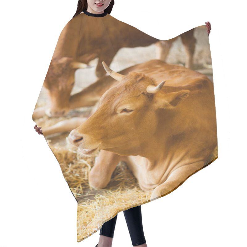 Personality  Cute, Clean, Healthy And Happy Cow In A Barn, Relaxing In Fresh Straw, Beautiful Yellow Sunlight, Can Be Used As Background Hair Cutting Cape