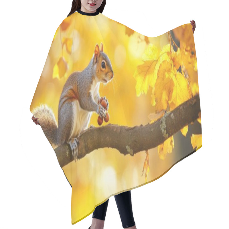 Personality  A Grey Squirrel Perched On A Branch, Holding Acorns Amidst Vibrant Autumn Leaves. Hair Cutting Cape