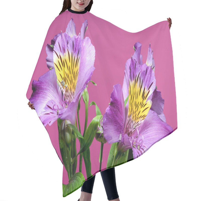 Personality  Vibrant Purple Alstroemeria Navarro Flowers With Yellow And Black Markings, Captured On A Pink Background Hair Cutting Cape