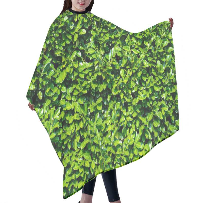 Personality  Green Leaves Background. Green Nature Background. Leaves Plants Backdrop. Green Leaf In Forest. Green Leaf Background. Leaf Forest On Blurred Greenery Background Hair Cutting Cape