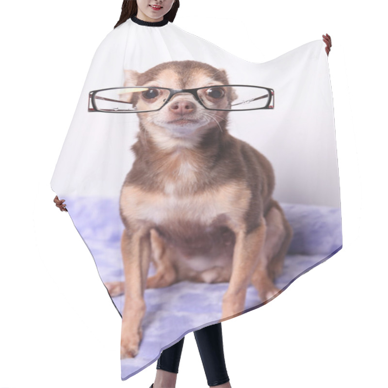 Personality  Dog, Toy Dogs, Russian Toy Terrier, Fashionable Dog, Animal Hair Cutting Cape