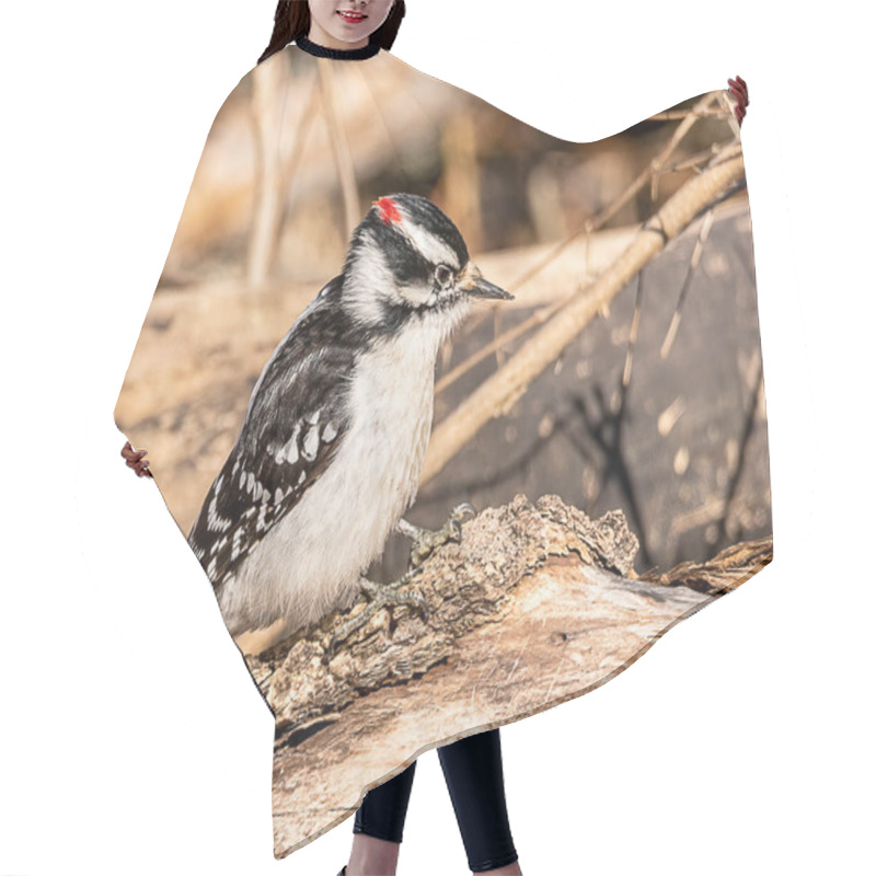 Personality  A Beautiful Male Downy Woodpecker In A Forest.  Hair Cutting Cape