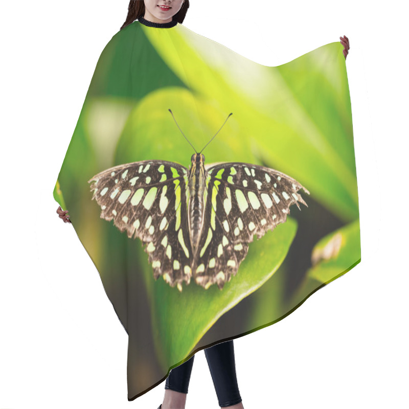 Personality  Closeup Butterfly On Flower Blossom Hair Cutting Cape